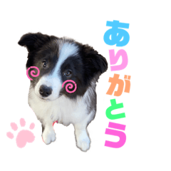 [LINEスタンプ] ボーダーコリー『アル』