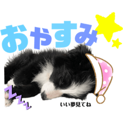 [LINEスタンプ] ボーダーコリー『オレオ』