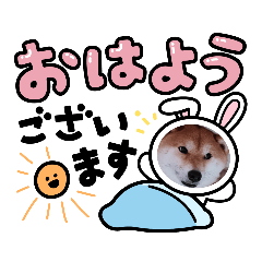 [LINEスタンプ] 私のしばいぬ1