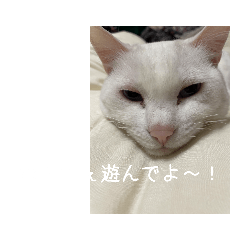 [LINEスタンプ] 我が家の愛猫ハッピースタンプ