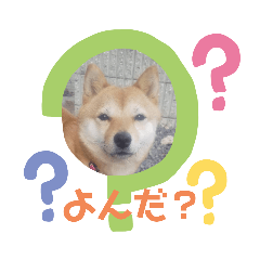 [LINEスタンプ] 豆柴そらの使えそうな気がするスタンプ