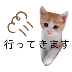 [LINEスタンプ] 齋藤家の猫かぼすとおはぎのスタンプ
