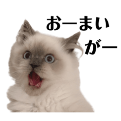 [LINEスタンプ] のんたぼーぱんぽるた