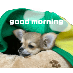 [LINEスタンプ] 愛犬(♡)日常会話