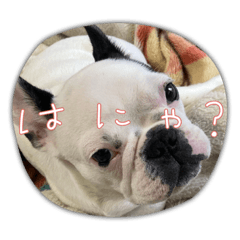 [LINEスタンプ] フレブルpuppyアレク4