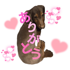 [LINEスタンプ] 大好きアズキちゃんパート2