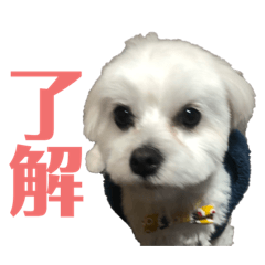 [LINEスタンプ] ころんの挨拶スタンプ♪