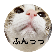 [LINEスタンプ] ぬこのひとりごと