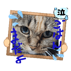 [LINEスタンプ] にゃあにゃあ猫