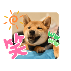 [LINEスタンプ] 柴犬ふーたのニコニコスタンプ vol2