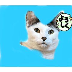 [LINEスタンプ] トラこうななこうのNEKOSスタンプ