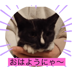 [LINEスタンプ] ガッシーねこーずシリーズ⑮ちゃくま