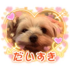 [LINEスタンプ] ちゃっかりヨーキーくん