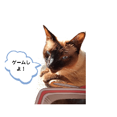 [LINEスタンプ] トンキニーズの猫