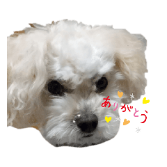 [LINEスタンプ] 犬のペロスタンプ