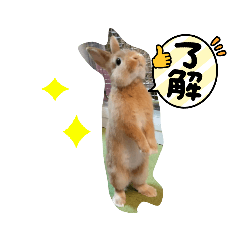 [LINEスタンプ] まろん日和の日常スタンプ