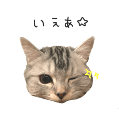 [LINEスタンプ] どうもはまちです