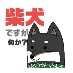 [LINEスタンプ] 柴犬ですが何か？