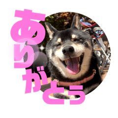 [LINEスタンプ] 會津家・椿のスタンプ
