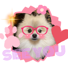 [LINEスタンプ] pomeranian kaito2