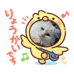 [LINEスタンプ] わが家のスコタンとマフィン(返答編)