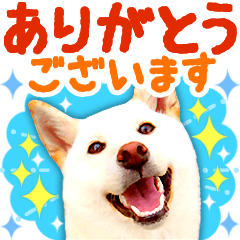 [LINEスタンプ] [敬語編]白柴犬りんちゃん1 基本の挨拶写真