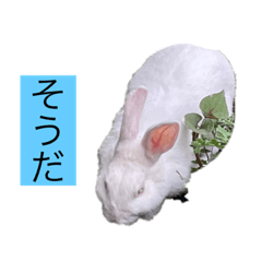 [LINEスタンプ] ウサギの気持ちと本当の気持ち2