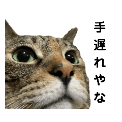 [LINEスタンプ] 横山家のお猫様7リアクション用
