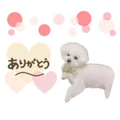 [LINEスタンプ] ビションフリーゼのとこなちゃん♡