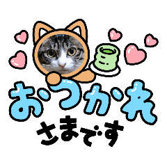 [LINEスタンプ] 保護猫Family