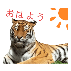 [LINEスタンプ] いしかわ動物園 4 肉食の猫科編