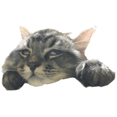 [LINEスタンプ] ドジっ子サイベリアンレオくん(猫)の画像（メイン）