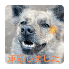[LINEスタンプ] 顔が死んでない台湾犬 日本語敬語