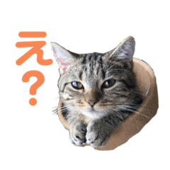 [LINEスタンプ] マンチカン まんたろー 2