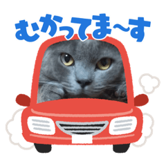 [LINEスタンプ] お友達の猫のカイくんと花火、風景、海、