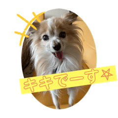 [LINEスタンプ] きき（パピヨン）のスタンプ
