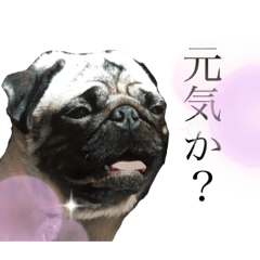 [LINEスタンプ] ゴーヤの日常スタンプ。