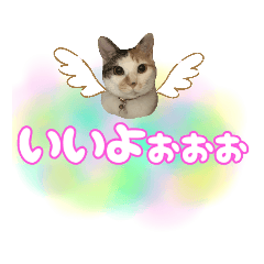 [LINEスタンプ] 三毛猫おもちとおはぎとおこげ★