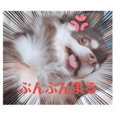 [LINEスタンプ] わんわん犬つむぎくん