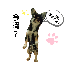 [LINEスタンプ] 犬のチョコ君6❤