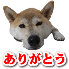 [LINEスタンプ] 柴犬ダイちゃんの毎日使えるスタンプ