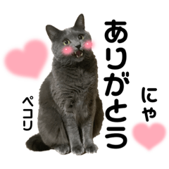[LINEスタンプ] ねんねこ寝子ちゃん