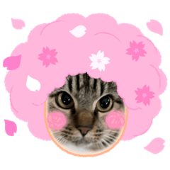 [LINEスタンプ] かりゆし たまちゃんスリー