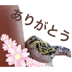 [LINEスタンプ] ヒョウモントカゲモドキのひょーたろー♡