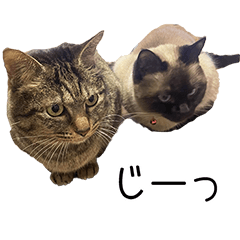 [LINEスタンプ] わが家の日常☆