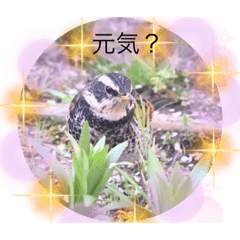 [LINEスタンプ] ツグミ