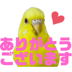[LINEスタンプ] 可愛すぎるセキセイインコのスタンプ