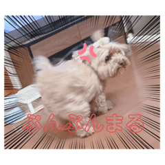[LINEスタンプ] とんかつ犬ココ