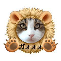 [LINEスタンプ] メインクーン6歳おちゃめな男の子☆