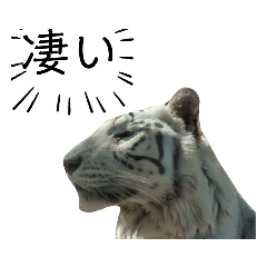 [LINEスタンプ] いしかわ動物園 3  ホワイトタイガー編